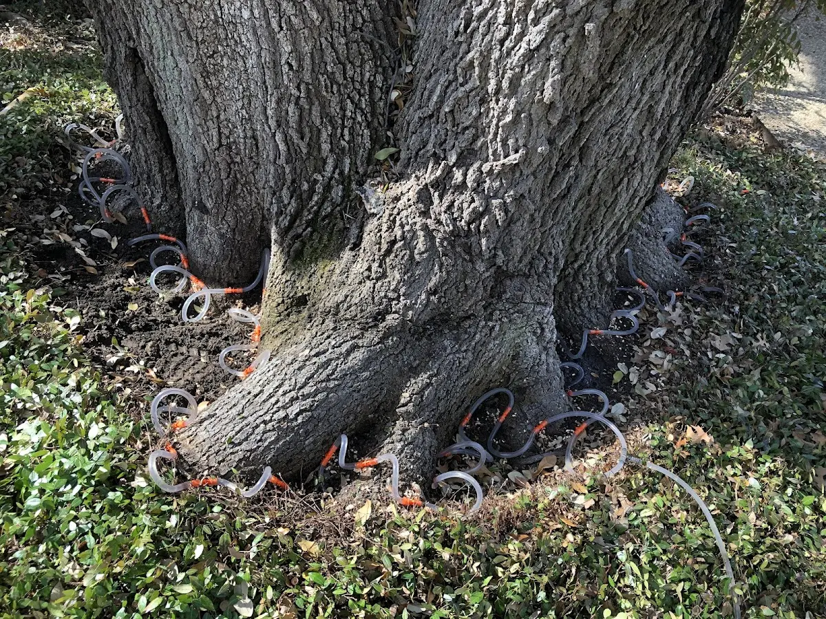 Detailed Tree Cabling and Bracing job site in Harveys Lake