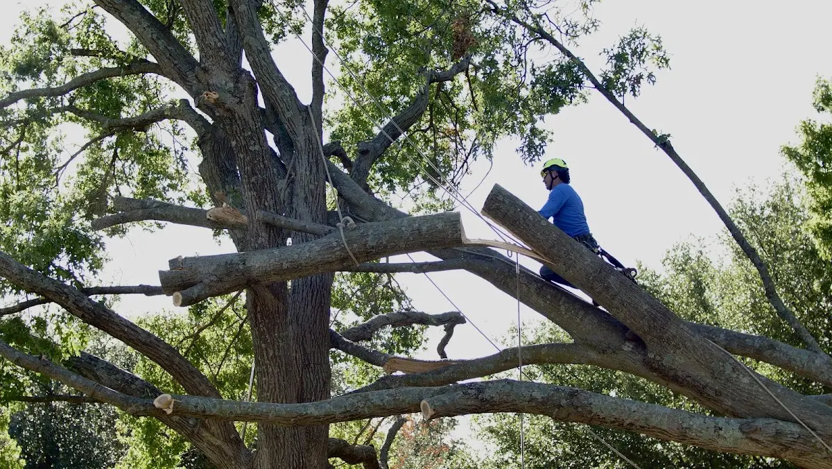 Professional Crown Thinning performed by certified arborists in Harveys Lake
