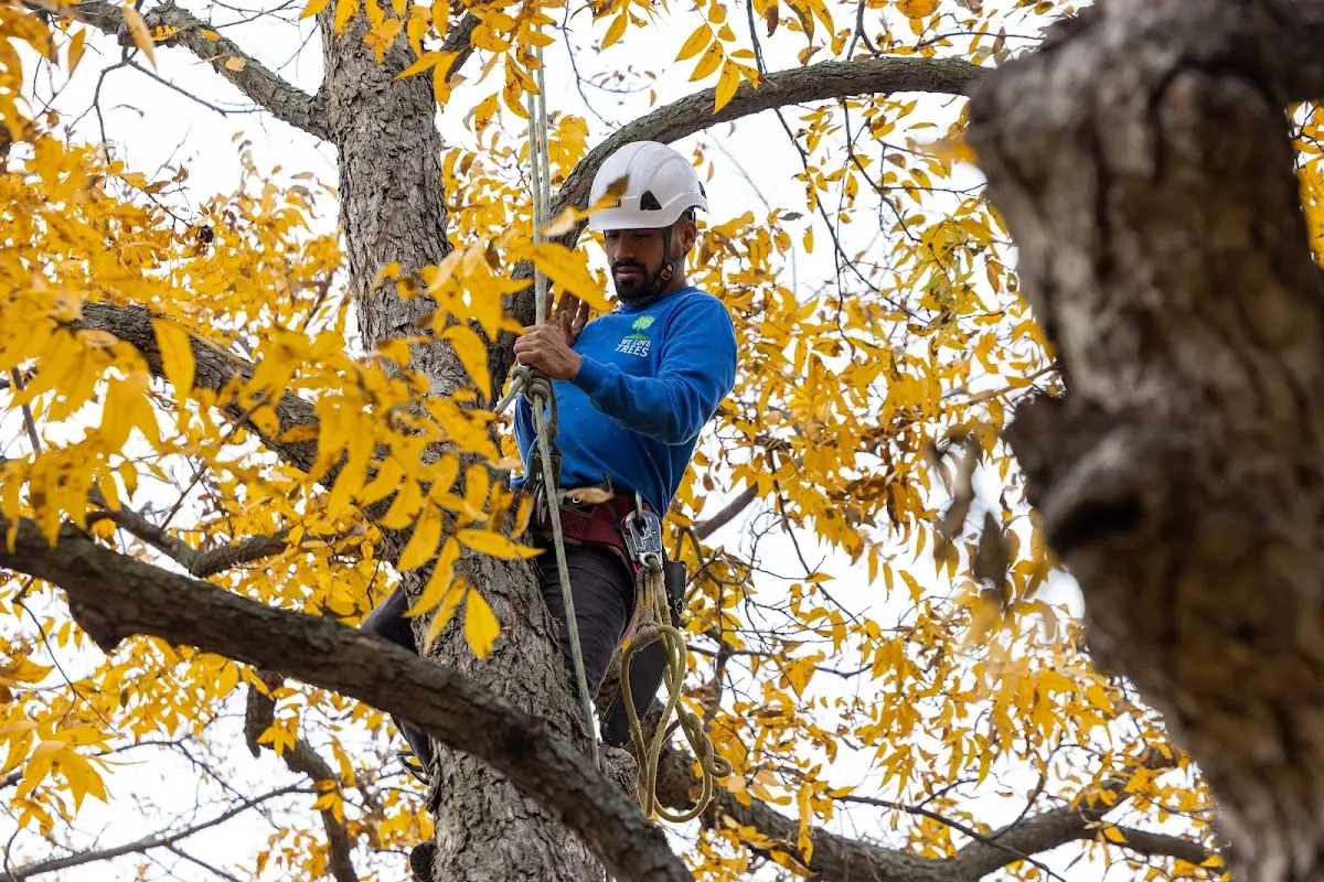 Skilled Tree Pruning crew working in Harveys Lake